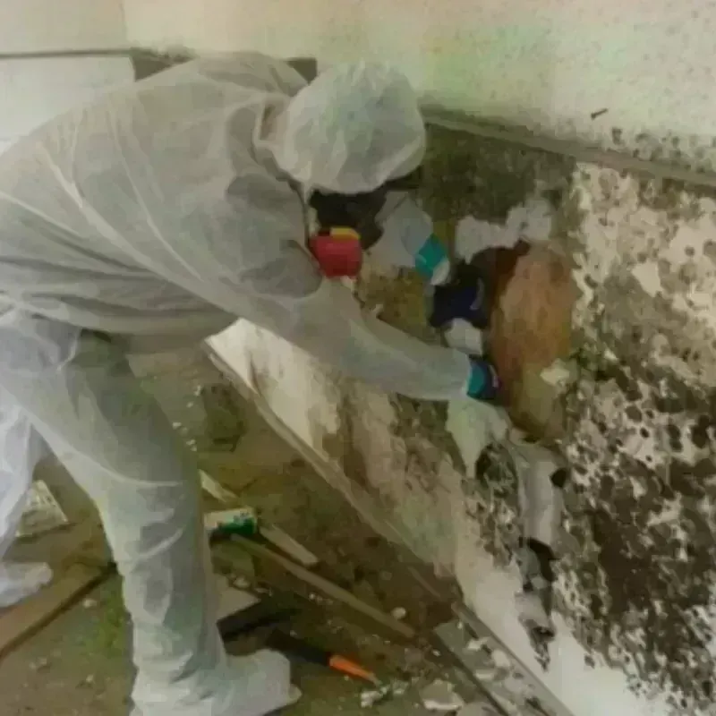 Mold Remediation and Removal in Progreso, TX